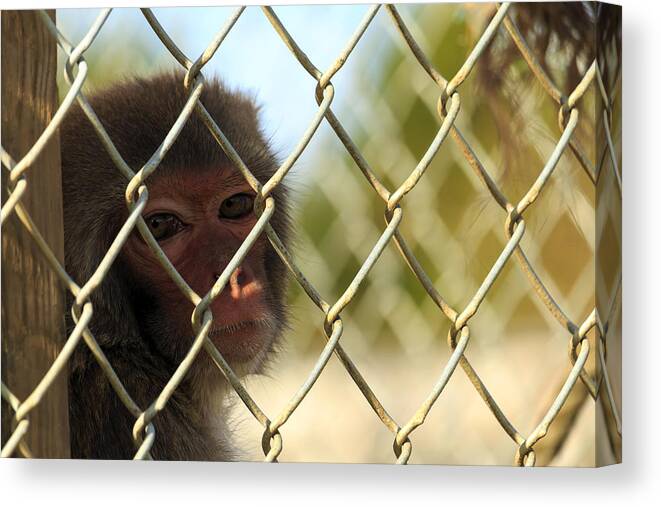 Monkey Canvas Print featuring the photograph Caged Monkey by Travis Rogers