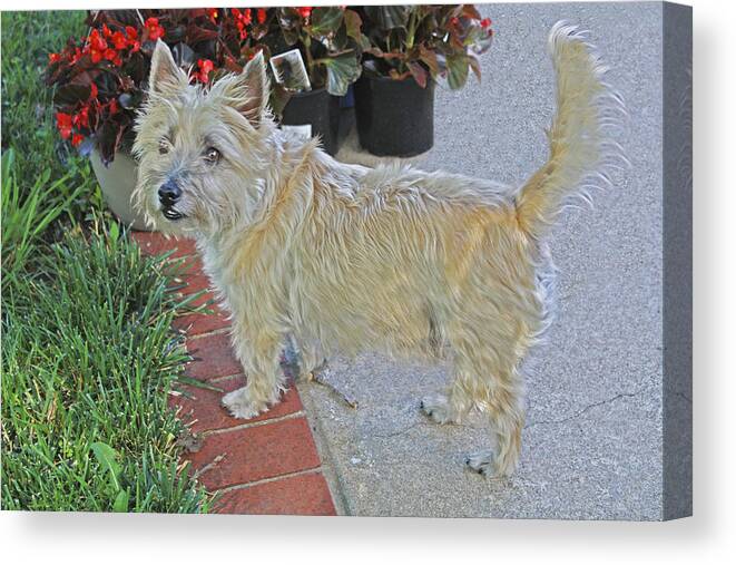 Dog Canvas Print featuring the photograph Cairn Terrier On The Patio by Barbara Dean
