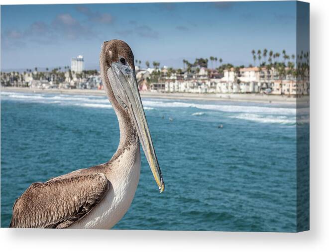 Animal Canvas Print featuring the photograph California Pelican by John Wadleigh
