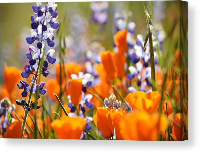 California Canvas Print featuring the photograph California Poppies and Lupine by Kyle Hanson