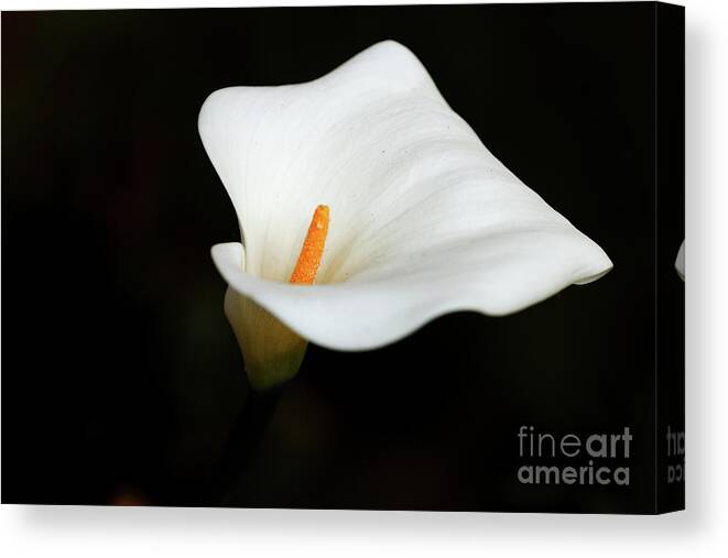 White Flower Canvas Print featuring the photograph Calla Lily Flower . R1099 by Wingsdomain Art and Photography