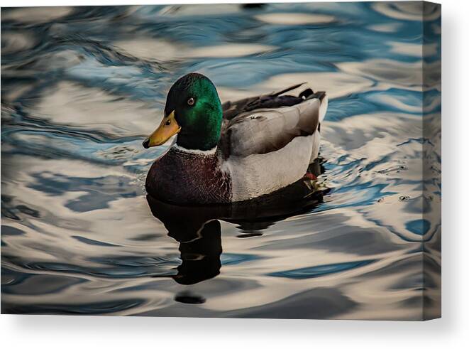 Anas Platyrhynchos Canvas Print featuring the photograph Calm Waters by Ray Congrove