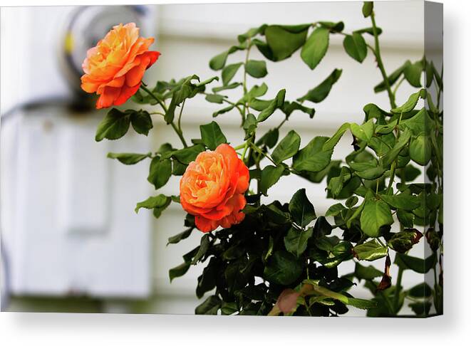 Rose Canvas Print featuring the digital art Calypso Long Stem by Ed Stines