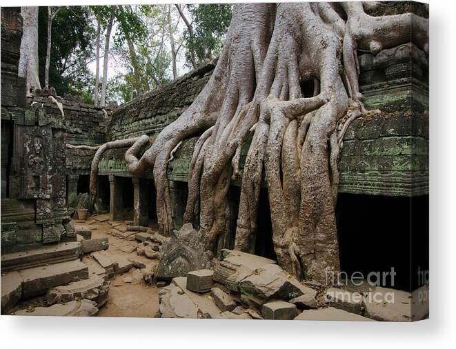 Root Canvas Print featuring the photograph Cambodia_d199 by Craig Lovell