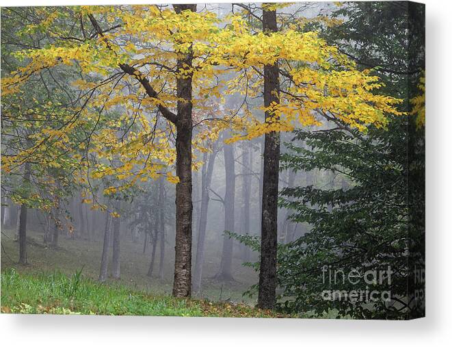Birch Canvas Print featuring the photograph Yellow birch tree in fog by Kevin Shields