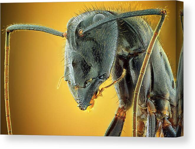 Macro Canvas Print featuring the photograph Camponotus Gigas by Shikhei Goh