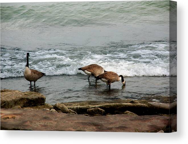 Nature Canvas Print featuring the photograph Canada Geese Feeding by Kathleen Stephens