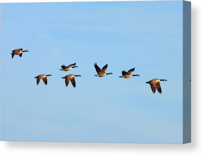 Canada Canvas Print featuring the photograph Canada Geese in flight by Ram Vasudev