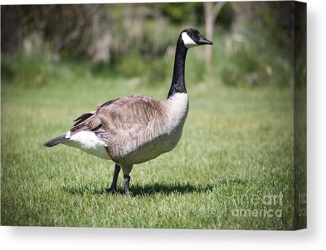 Wildlife Canvas Print featuring the photograph Canada Good Close Up by Cindy Singleton