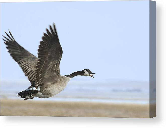 Goose Canvas Print featuring the photograph Canada Goose by Gary Beeler
