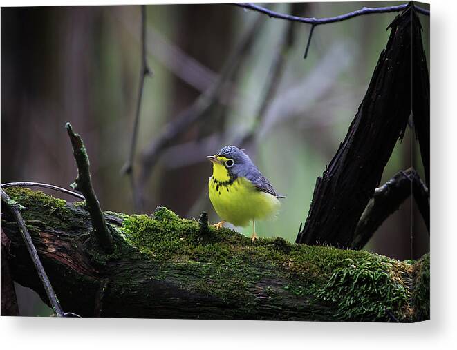 Necklace Canvas Print featuring the photograph Canada Warbler by Gary Hall