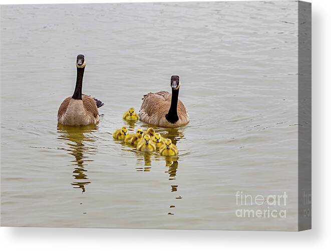 Candian Gees And Goslings Canvas Print featuring the photograph Canadian Geese and Goslings by David Millenheft