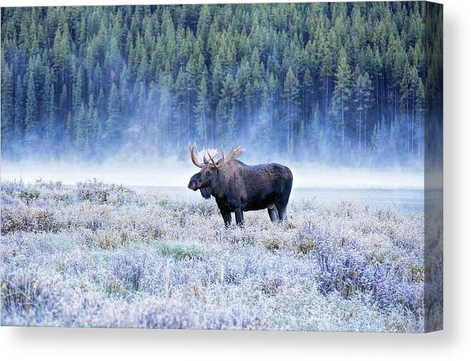 Moose Canvas Print featuring the photograph Moose in Canada by Deborah Penland