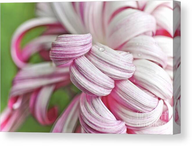 Flower Canvas Print featuring the photograph Candy Cane Petals by Elaine Manley