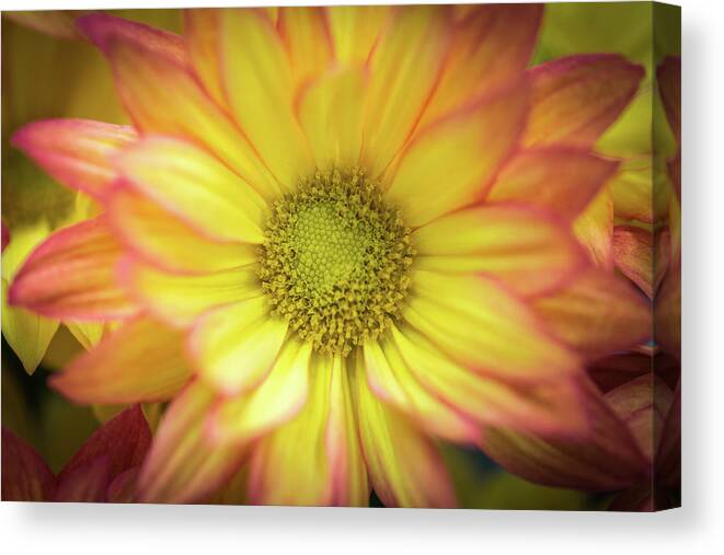 Chrysanthemum Canvas Print featuring the photograph Candy-Like by Calazone's Flics