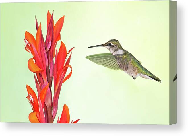 Ruby Throated Hummingbird Canvas Print featuring the photograph Canna and Pollinator by Jim Zablotny