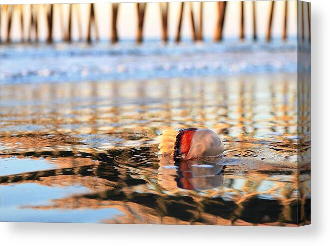 Jellyfish Canvas Print featuring the photograph Cannonball Jellyfish Beached by Carol Montoya