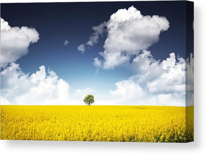 Autumn Canvas Print featuring the painting Canola field by Bess Hamiti