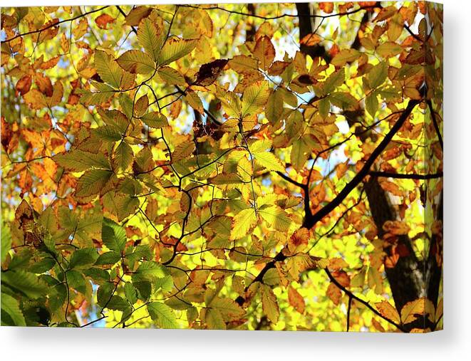 Autumn Canvas Print featuring the photograph Canopy of Autumn Leaves by Angie Tirado
