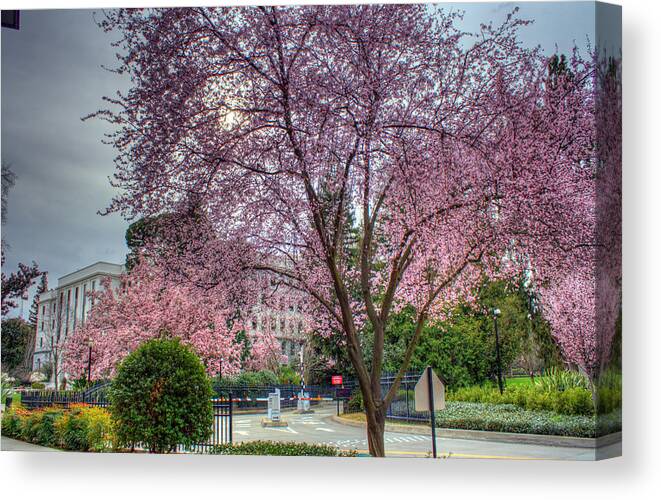 Lavendar Canvas Print featuring the photograph Capitol Tree by Randy Wehner