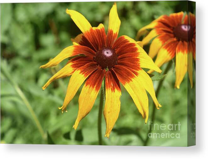 Black-eyed-susan Canvas Print featuring the photograph Captivating Black Eyed Susan Blossoming in Nature by DejaVu Designs