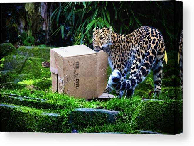 Leopard Canvas Print featuring the photograph Cardboard Box Fun by Martin Newman