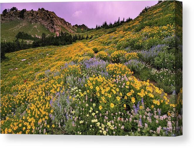 Utah Canvas Print featuring the photograph Cardiff Pass Sunset and Wildflowers - Alta, Utah by Brett Pelletier