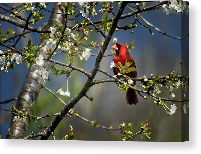 Wildlife Canvas Print featuring the photograph Cardinal Among the Blossoms by John Benedict