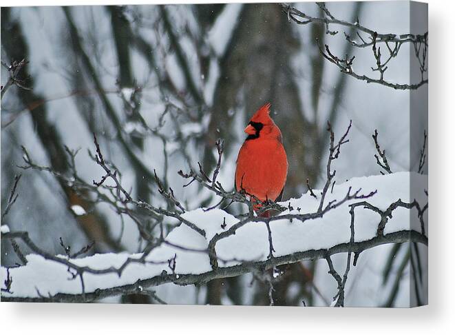 Cardinal Canvas Print featuring the photograph Cardinal and snow by Michael Peychich