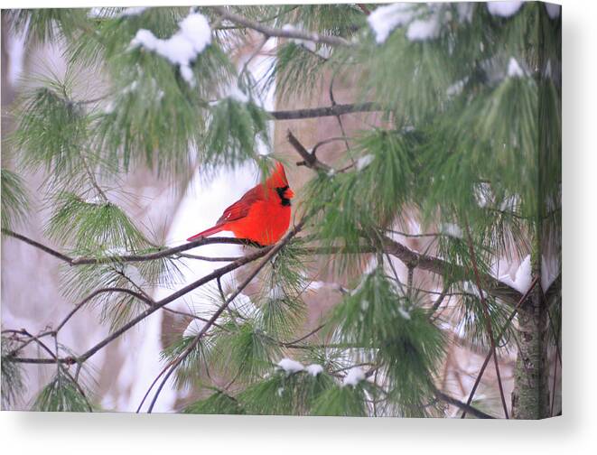 Red Bird Canvas Print featuring the photograph Cardinal in Winter by David Arment