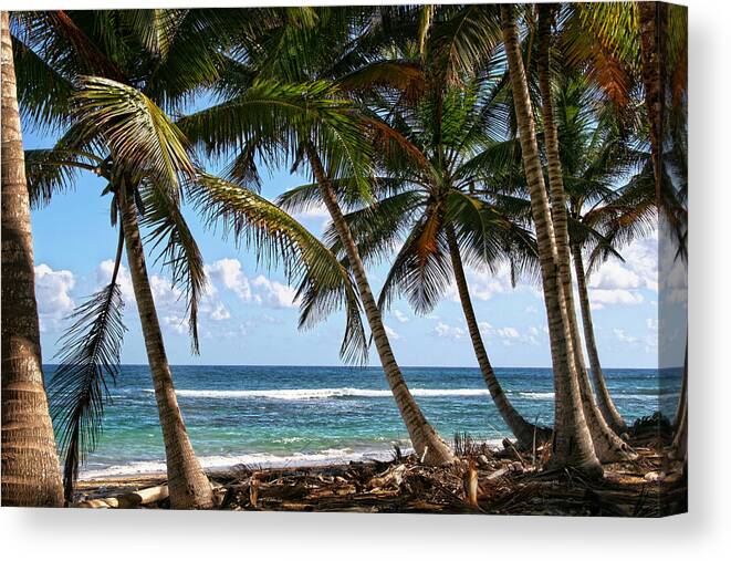 Palms Island Palm Tree Trees Beach Sea Ocean Vacation Travel Sand Salt Canvas Print featuring the photograph Caribbean Palms by Robert Och