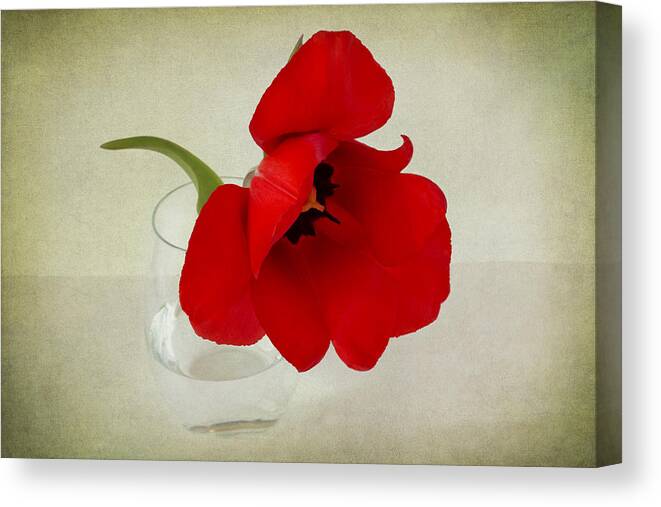 Red Tulip Canvas Print featuring the photograph Carmen by Marina Kojukhova