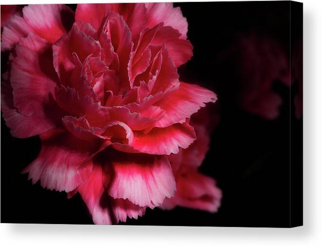 Carnation Canvas Print featuring the photograph Carnation Series 5 by Mike Eingle