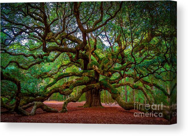 Spanish Moss Canvas Print featuring the photograph Carolina Live Oak Haven by David Smith