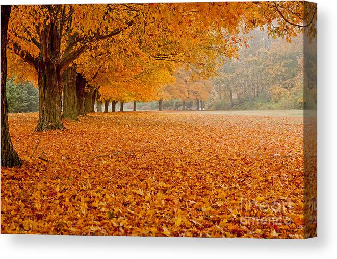 Fall Canvas Print featuring the photograph March of the Maples by Butch Lombardi