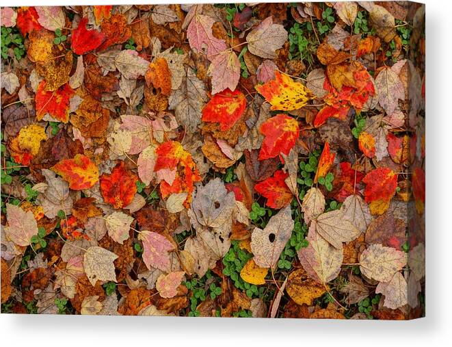  Canvas Print featuring the photograph Carpet by Rodney Lee Williams