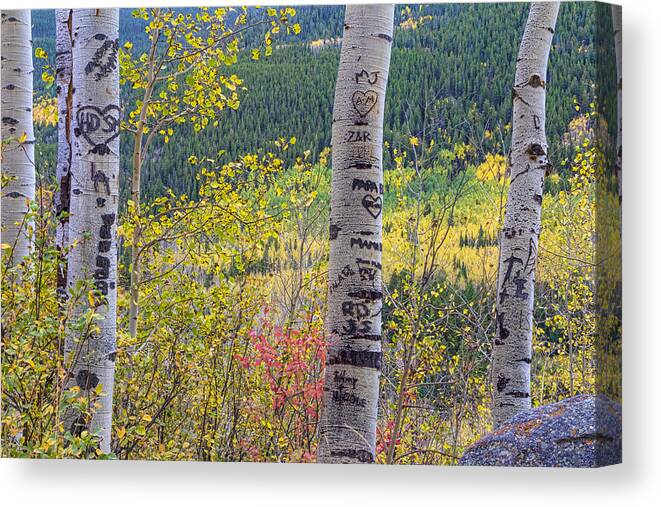 Carved Canvas Print featuring the photograph Carved Names and Initials in Autumn Aspen Trees by James BO Insogna