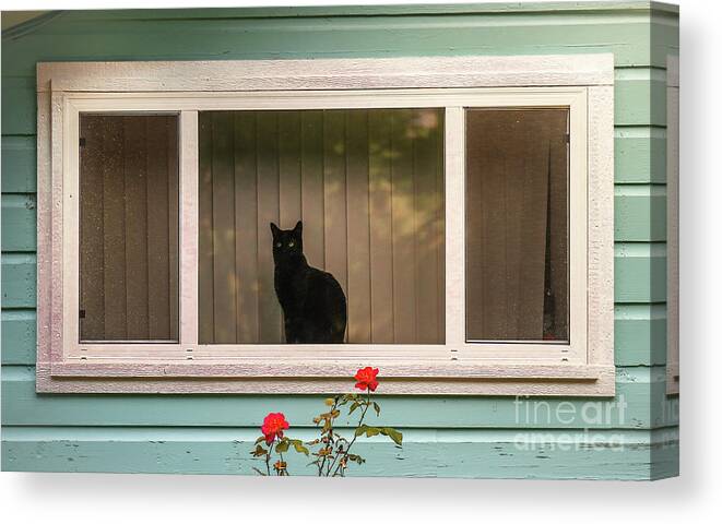Animal Canvas Print featuring the photograph Cat In The Window by Robert Frederick