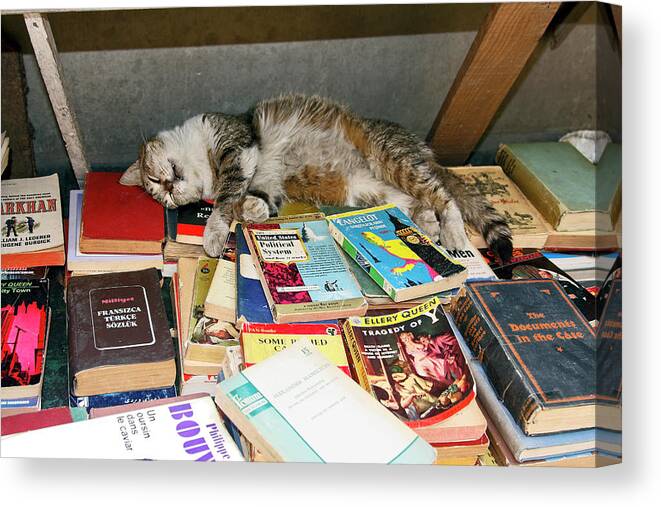 Cat Asleep On Used Book Display Canvas Print featuring the photograph Cat on Books by Sally Weigand