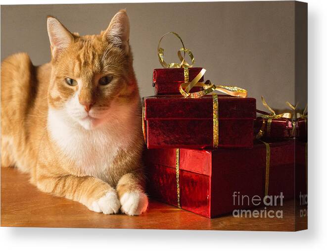 Christmas Canvas Print featuring the photograph Cat with gifts by Patricia Hofmeester