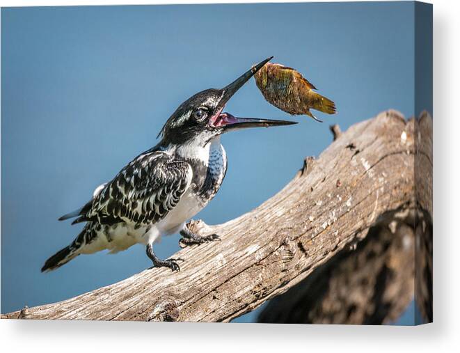 Africa Canvas Print featuring the photograph Catch by James Capo