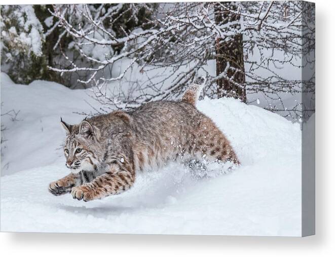 Animal Canvas Print featuring the photograph Catching Some Air by Teresa Wilson