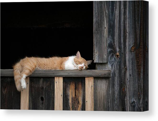 Sleeping Canvas Print featuring the photograph Catnap Zone by Jeff Abrahamson