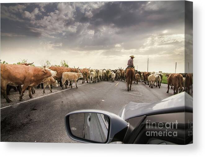 Landscape Canvas Print featuring the photograph Cattle Drive by Robert Frederick