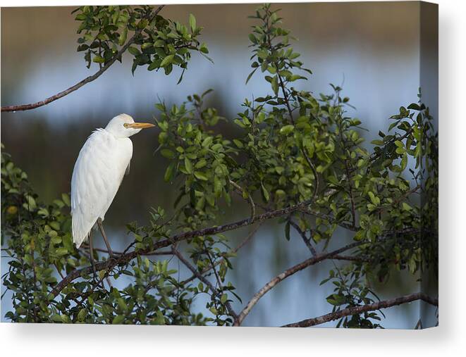 Cattle Canvas Print featuring the photograph Cattle Egret in the morning light by David Watkins