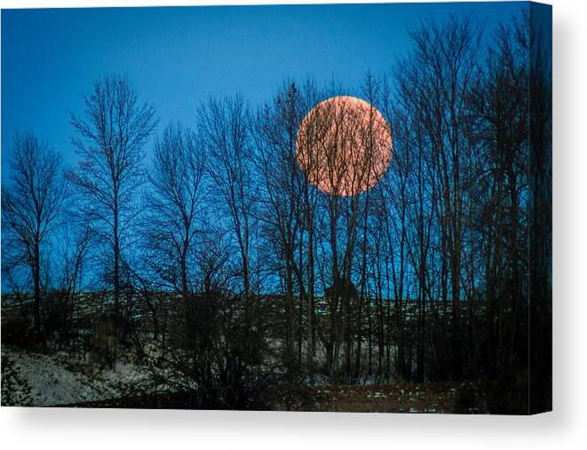 Tree Canvas Print featuring the photograph Caught in the Woods by Bill Pevlor