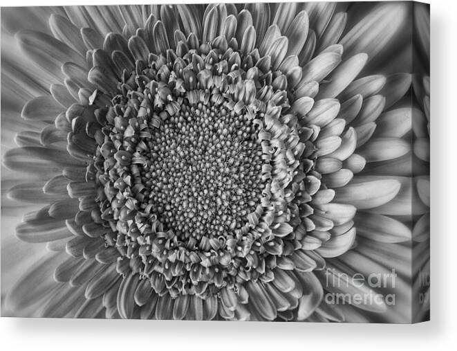 Floral Canvas Print featuring the photograph Center Stage by Gina Cormier