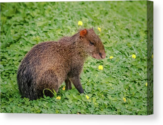 Colombia Canvas Print featuring the photograph Central American Agouti Panaca Quimbaya Colombia by Adam Rainoff