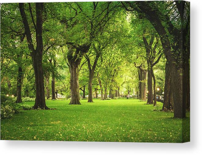 Central Park Canvas Print featuring the photograph Central Park Summer by Vivienne Gucwa