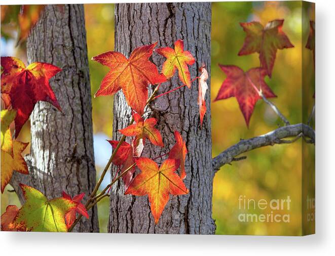 Fall Color Canvas Print featuring the photograph Changing Leaves by Mimi Ditchie